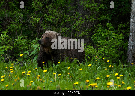 Grizzly Bear coming out of the woods near Olive Lake, Alberta Canada Stock Photo