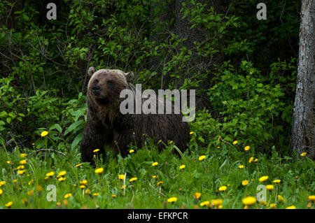 Grizzly Bear coming out of the woods near Olive Lake, Alberta Canada Stock Photo