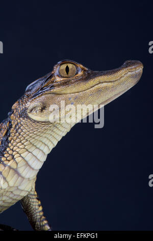 American alligator / Alligator mississippiensis Stock Photo