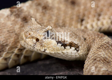 Sidewinder / Crotalus cerastes Stock Photo