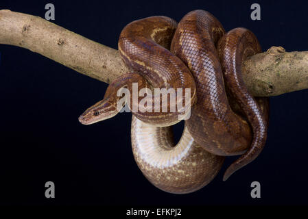 Colombian rainbow boa / Epicrates maurus Stock Photo