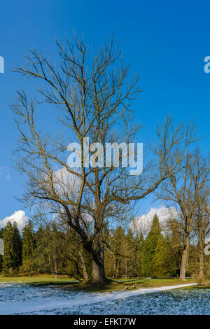 Prague, Pruhonice - chateau park huge old tree panoramic winter view. Stock Photo