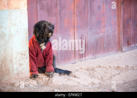 Black dog wearing a red sweater in Tupiza, Bolivia Stock Photo