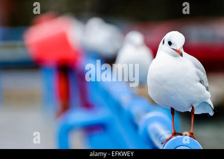 Blackheaded gulls with winter plumage sit in a row on a fence by the sea. Stock Photo