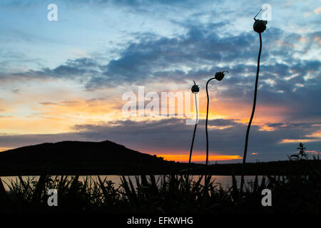 Silhouetted scenic coastline at sunset, Hell Bay, Bryher, Scilly Isles, UK Stock Photo