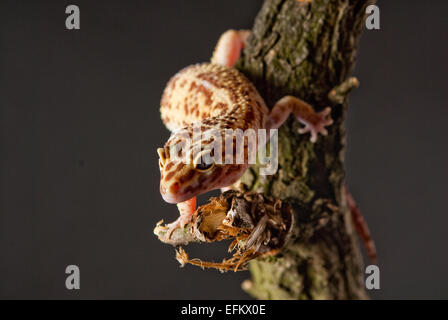 Gecko reptile on green leaf and glass globe Stock Photo