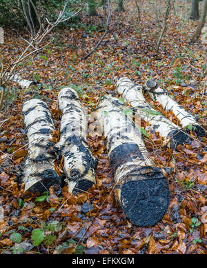 A cut down silver birch chopped into logs lying sid by side on a bed of autumn colored leaves Stock Photo