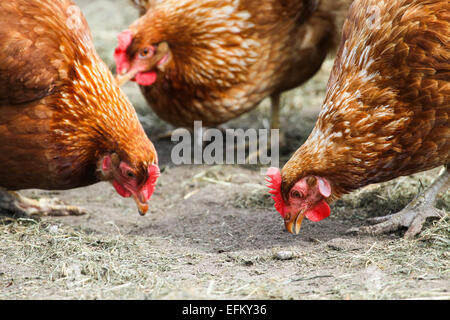 Three chickens pecking at the ground Stock Photo