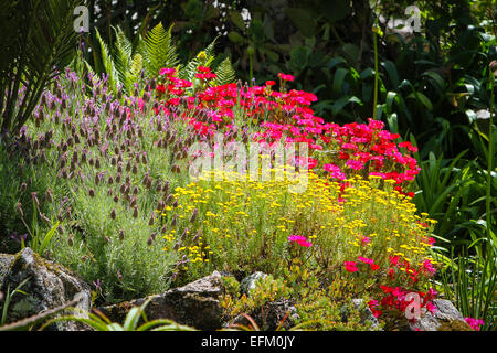 Ferns, lavender and flowering plants in rock garden Stock Photo
