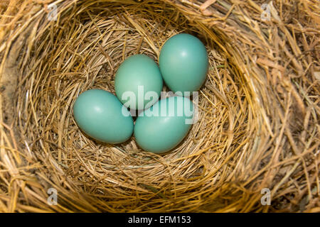 4, four, American Robin eggs, American Robin, Turdus migratorius, eggs in nest, city of Novato, Marin County, California, United States Stock Photo