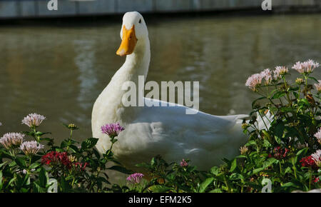 White Swan at Chocolate Ville, Bangkok Thailand Stock Photo