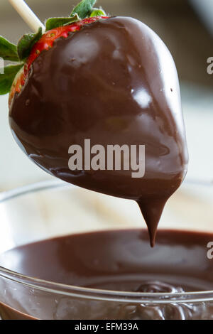 close up action shot of dipping fresh strawberries in dark chocolate at home Stock Photo