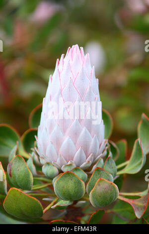 King protea (Protea cynaroides) flower bud Stock Photo