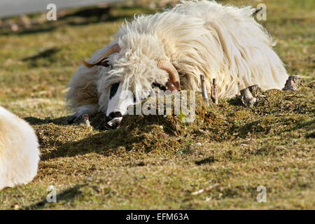 lazy white furry ram resting on green  lawn at the farm Stock Photo