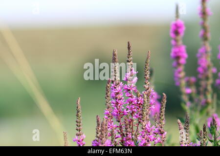 purple wild marsh  flowers growing in summer over out of focus green meadow background Stock Photo