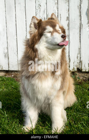 Red haired fashion siberian husky