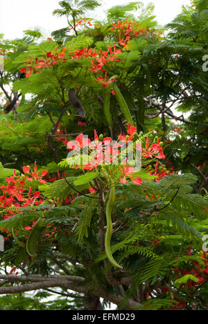 Delonix regia, the flame tree, showing flowers and fruiting green pods Stock Photo