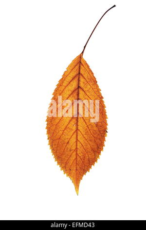 golden isolated fallen cherry leaf, autumn  nature symbol Stock Photo