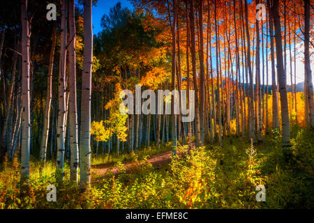 Aspen trees come alive in the Fall sunlight showing off their stunning colors along Kebler Pass, Colorado Stock Photo