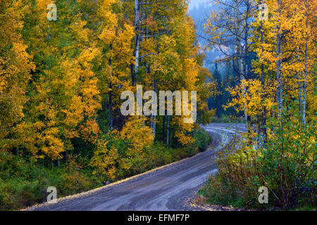 Kebler Pass outside of Crested Butte, Colorado cuts through the amazing Fall Aspen tree forest on a rainy morning Stock Photo