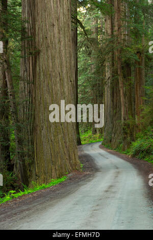 Howland Hill Road winds its way through Redwoods (Sequoia sempervirens) in Redwood National Park and Jedediah Smith Redwoods Sta Stock Photo