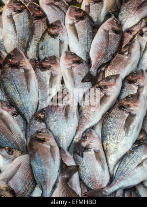 Mediterranean Sea Bream at the fish market on Karakoy waterfront, Beyoglu,  Istanbul, Turkey. Stock Photo