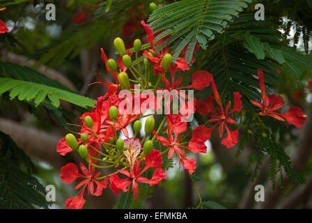 The flower of the Flame Tree, Delonix regia Stock Photo