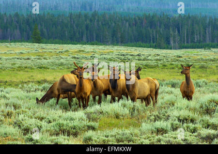 A herd of elk in Yellowstone National Park.  Judging by the antlers, there is one male in the group, and the rest are female. Stock Photo
