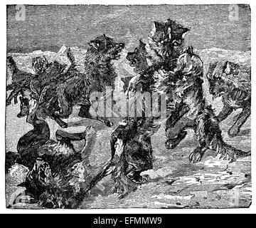 19th century engraving of a pack of dogs playing in the arctic Stock Photo