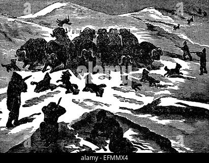 19th century engraving of hunters and a herd of musk-ox in the arctic Stock Photo