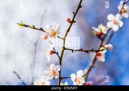 Sakura flowers - Japanese Cherry Blossom Stock Photo