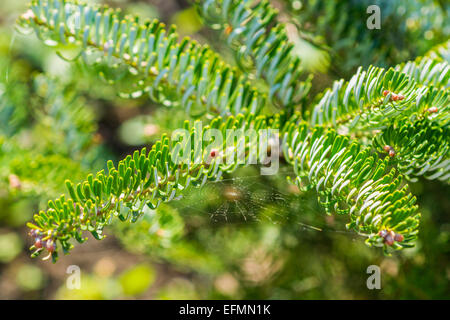Macro view of spruce tree branch and a spider web in springtime Stock Photo