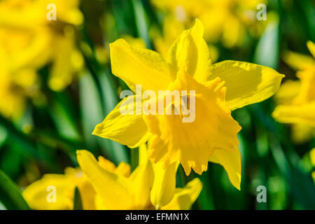 Yellow daffodils and green leaves on a flowerbed in springtime Stock Photo