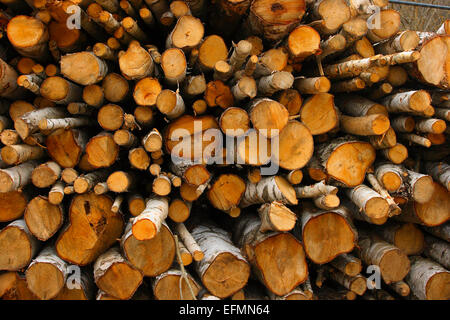 Pile of cutted trunks of Silver Birch Trees (Betula pendula) Stock Photo