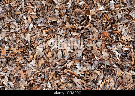 Fallen leaves on the floor dryed out in a pile