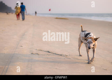 Dog, Majorda Beach, Goa, India Stock Photo