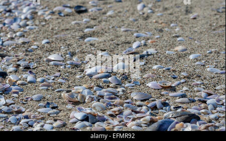 sea sand beach dotted with various shells, closeup, focus on foreground Stock Photo