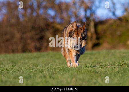 German Shepherd Dog on grass tracking a scent moving towards the camera. Alsatian outside in sunlight. Stock Photo