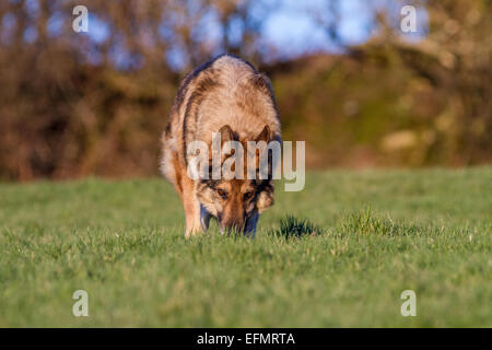 German Shepherd Dog on grass tracking a scent moving towards the camera. Alsatian outside in sunlight. Stock Photo