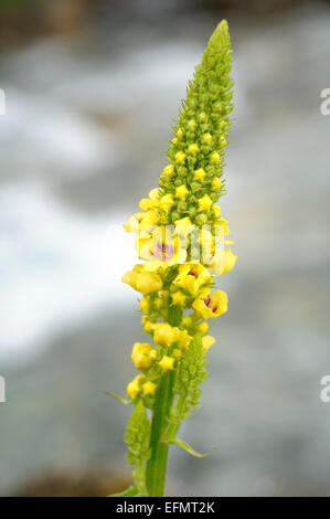 Great mullein, Verbascum thapsus. Vertical portrait of yellow flowers with nice out focus background. Stock Photo