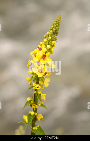 Great mullein, Verbascum thapsus. Vertical portrait of yellow flowers with nice out focus background. Stock Photo