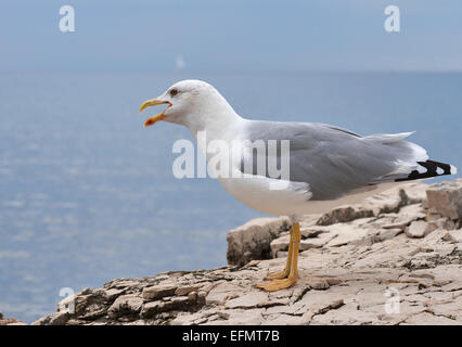 screaming seagull standing on a sea stone, closeup Stock Photo