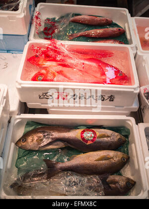 Boxes with fish in ice for sale at Tsukji fish market Stock Photo