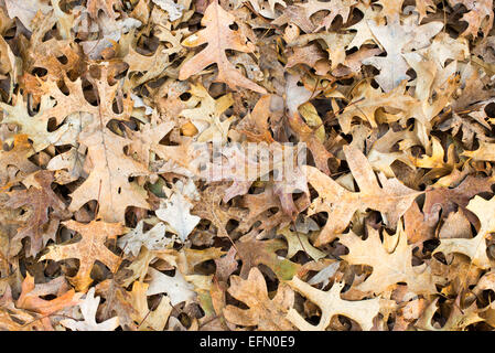 A blanket of fallen oak leaves on the ground in the fall Stock Photo ...