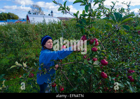 A picker climbs a ladder to pluck fresh fruit from an apple tree at an orchard in Lafeyette, New York. Stock Photo