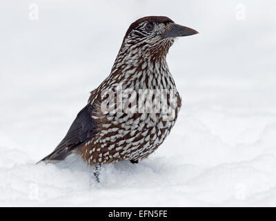 Spotted nutcracker standing in snow Stock Photo