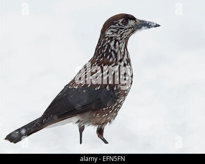 Spotted nutcracker standing in snow Stock Photo