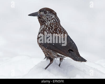 Spotted nutcracker standing in snow Stock Photo