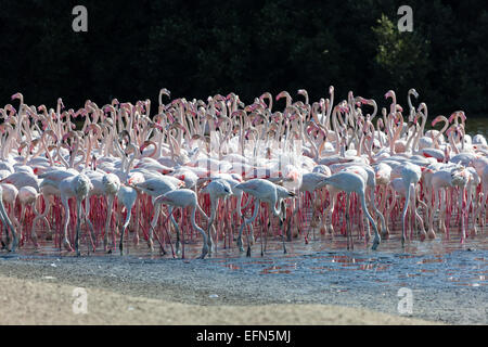 Greater Flamingoes at the Ras al Khor Wildlife Sanctuary in Dubai, United Arab Emirates Stock Photo