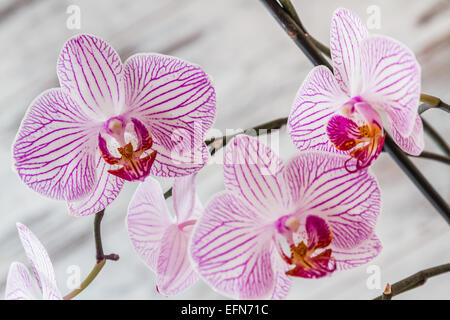 Pink orchid in transparent flower pot on white wooden background Stock Photo